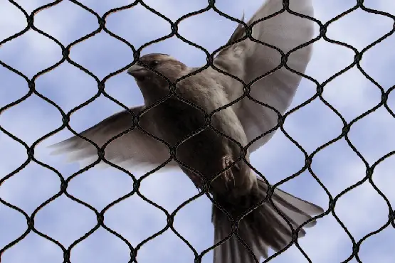 Bird net and pigeon net installation on a Mumbai balcony